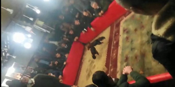 Şanlıurfa’da horoz dövüşü baskınında 71 kişiye ceza kesildi