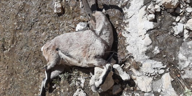 Nesli tehlike altındaki 7 yaban keçisi telef oldu