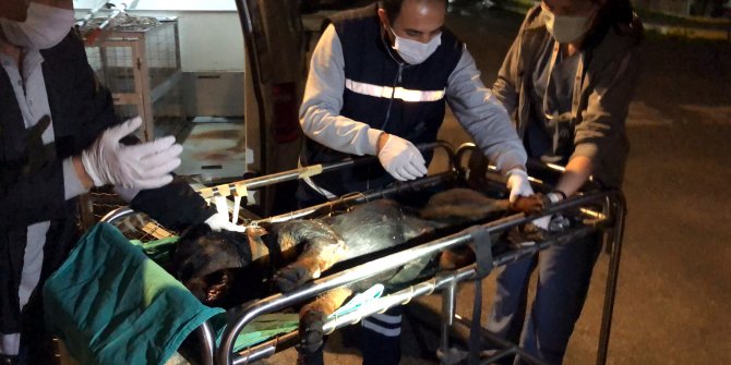 Öldüresiye dövülen köpek kanlar içinde çöplükte bulundu