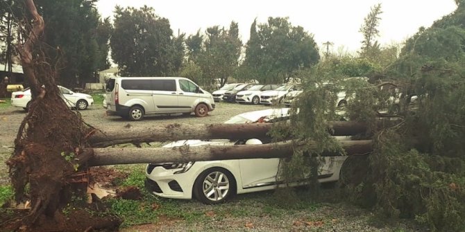 Devrilen ağaç otomobili pert etti