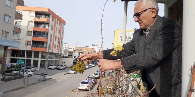 Kış ortasında asma üzüm verdi