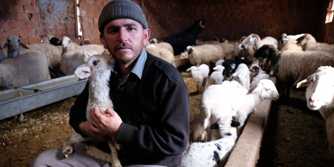 Kuzuları biberonla besliyorlardı, çalınan koyunlarından 60'ı bulundu