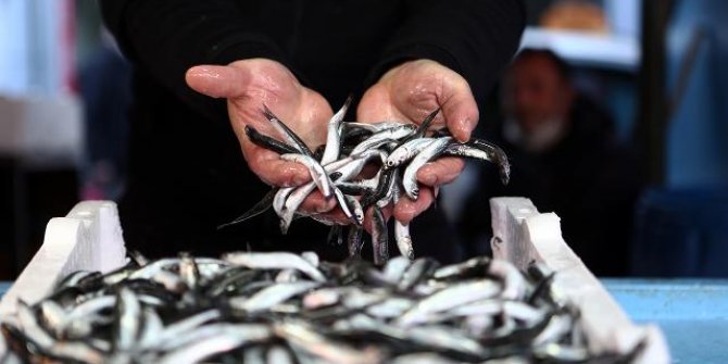 Hamsi avı yasağı 7 Şubat'a uzatıldı