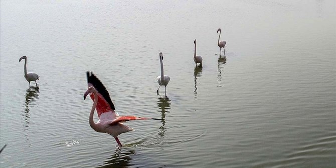 Göçmen kuşların uğrak durağı Çukurova Deltası misafirleriyle 'cıvıl cıvıl' oldu
