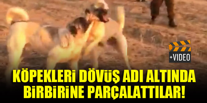 Köpekleri dövüş adı altında birbirine parçalattılar!