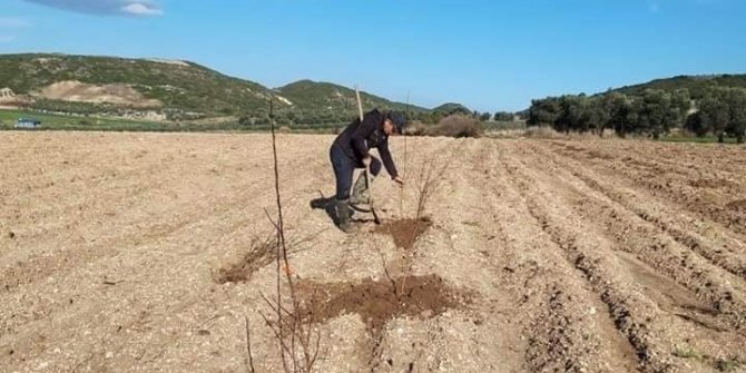 Didim’de erkenci kayısı fidanları toprakla buluştu