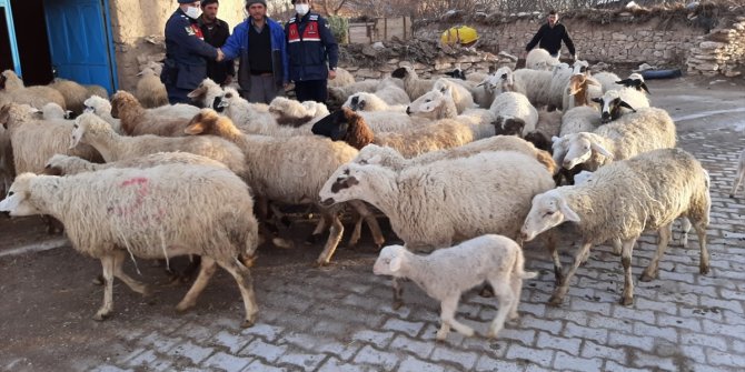Konya'da çalınan 124 küçükbaş hayvandan 99'u sahibine teslim edildi