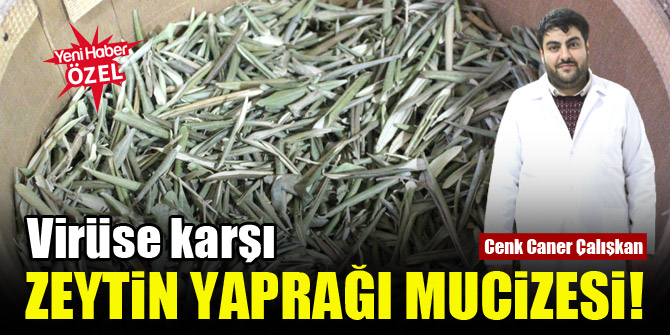 Virüse karşı zeytin yaprağı mucizesi!