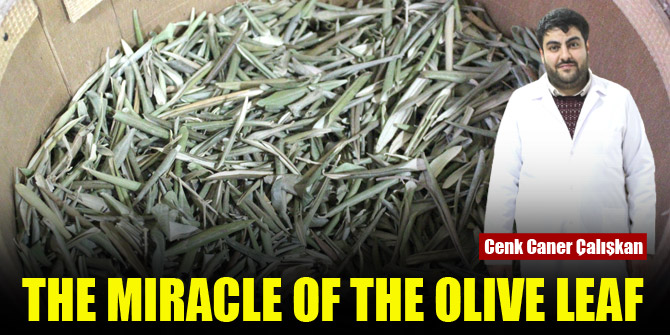 Olive leaf miracle