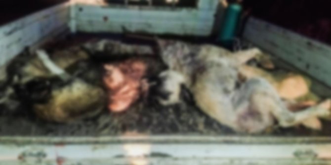 Ceylanpınar’da toplu köpek katliamı