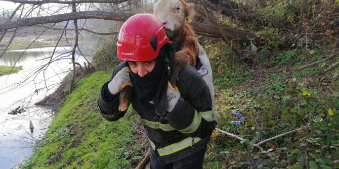 İtfaiye eri balçığa saplanan danayı kurtarıp sırtında taşıdı