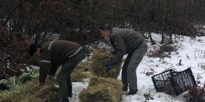 Tekirdağ’da yaban hayatına 4 buçuk ton yem bırakıldı