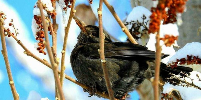 Fotoğraf severler Uludere’de kuş türlerini fotoğrafladı