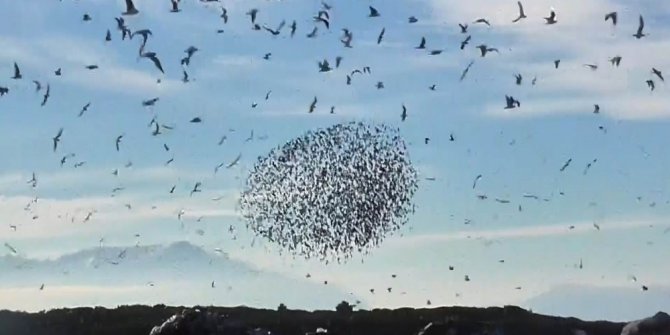 Konya’da sığırcıkların görsel dansı