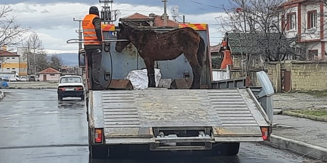 Sahipsiz Ata Akşehir Belediyesi sahip çıktı