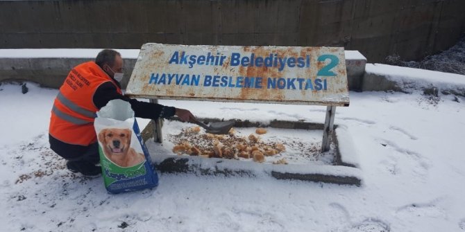 Akşehir Belediyesi sokak hayvanlarını unutmuyor