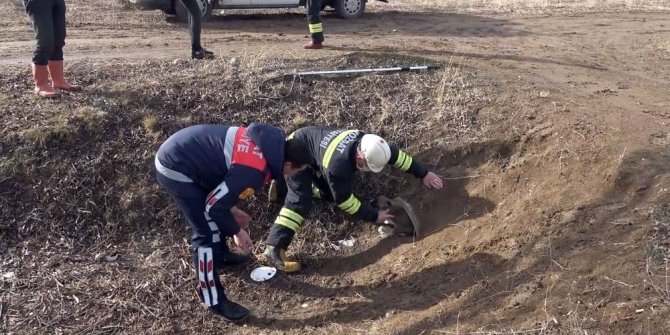 Annesiz köpeklere belediye sahip çıktı