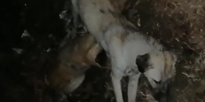 Ayakları bağlanmış 9 sokak köpeği ölü bulundu
