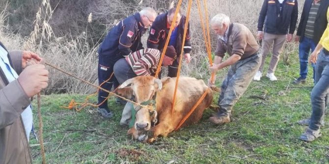 Dereye düşen inek kurtarıldı