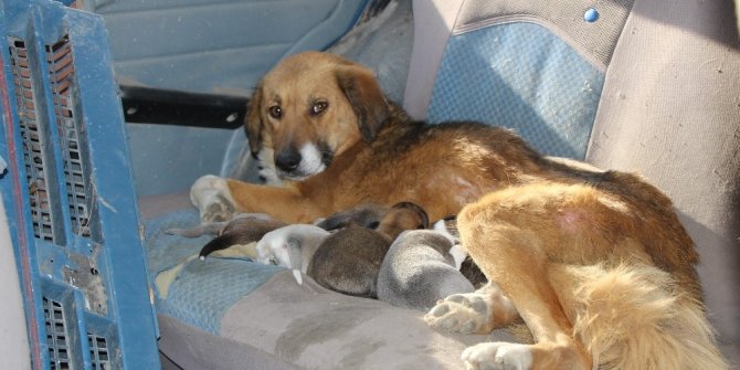 Oto tamircisi, 7 köpek yavrusu ve annesine sahip çıktı