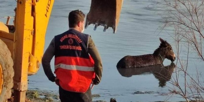Bataklığa saplanan eşek belediye ekiplerince kurtarıldı