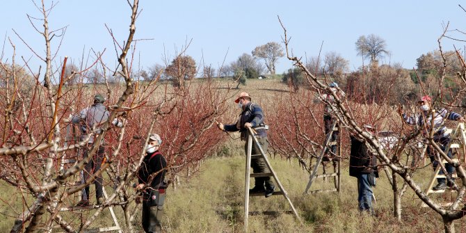 Yasaktan muaf çiftçiler, şeftali bahçelerinde budama işlemine başladı