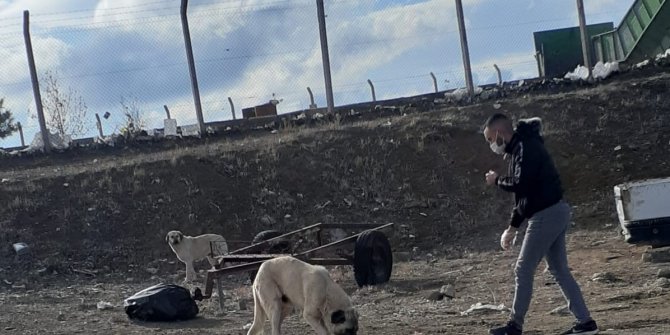 Kulu'da fedakar üniversiteli sokak hayvanlarını besliyor