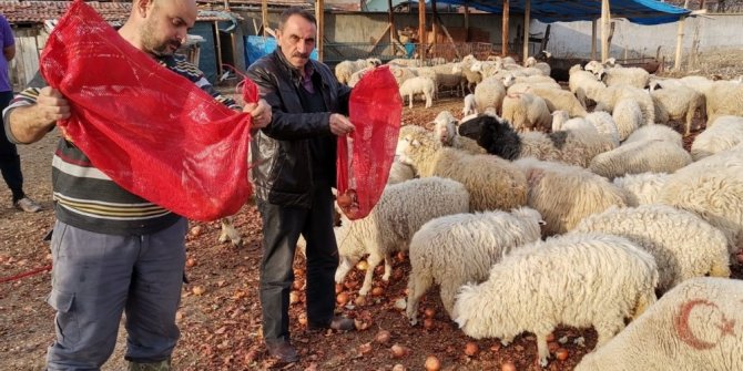 Fiyatıyla gündem olmuştu, şimdi koyunlara yediriliyor
