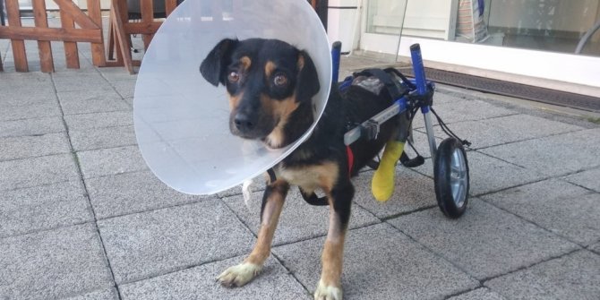 Canice bacakları kesilen köpeğe yürüteç takıldı