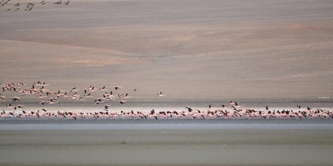 Flamingolar, Düden Gölü'ne erken geldi