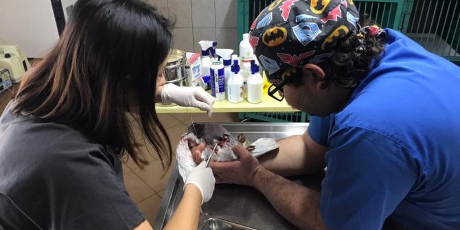 Kemer’de bulunan yaralı güvercin, tedavi altına alındı