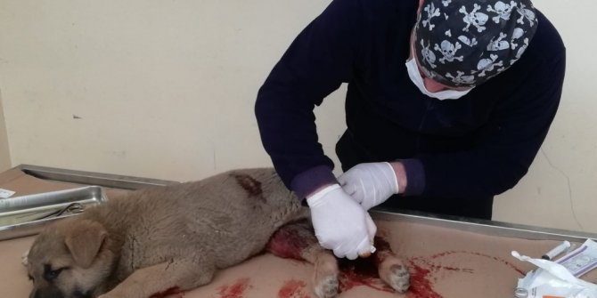 Aracın çarptığı yavru köpek tedavi altına alındı