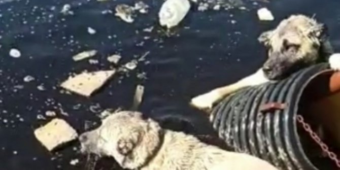 Atık su havuzuna düşen 2 köpek vatandaşlar tarafından kurtarıldı