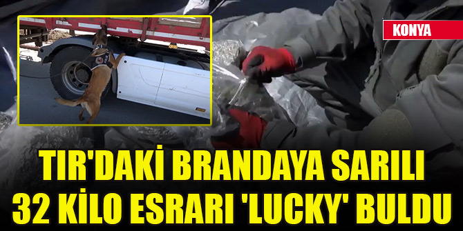 Konya'da tırdaki brandaya sarılı 32 kilo esrarı 'Lucky' buldu