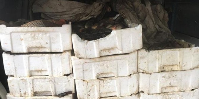 Edirne’de 800 kiloluk kaçak sazan avına 5 bin lira ceza