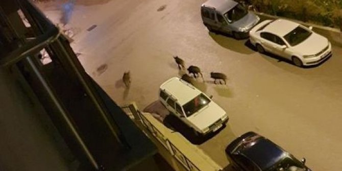 Aç kalan domuz sürüsü şehre indi
