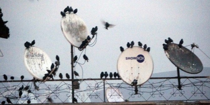 Binlerce sığırcık merkeze akın etti