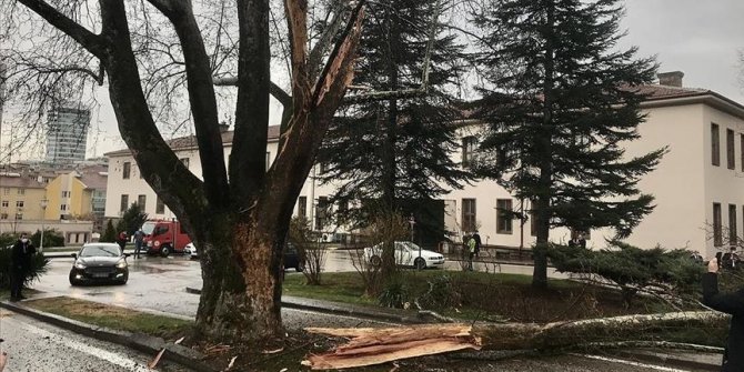 Grom udario u drvo u blizini kompleksa turskog parlamenta u Ankari