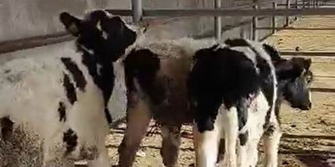 Kayıp inekleri jandarma sahibine teslim etti