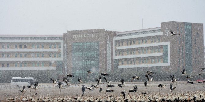 Göç yolundaki leyleklerin kar molası