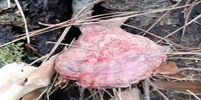 Türkiye'de bulundu! Kilosu 4 bin liraya kadar çıkıyor