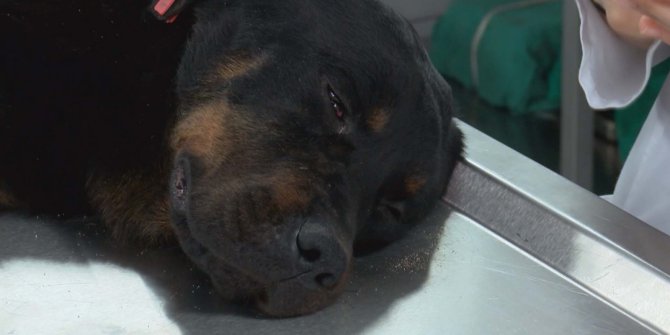Kanlar içinde inlerken çöplükte bulunmuştu… O köpek sahiplendirildi