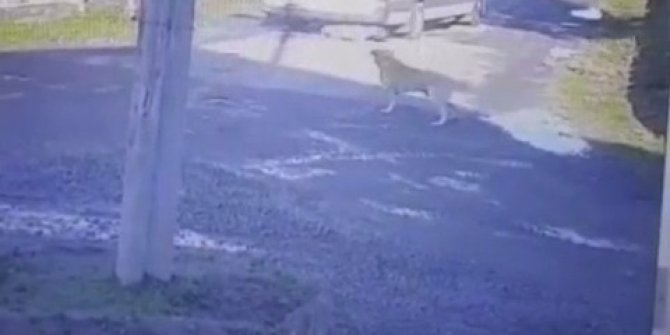 Yolda yatan köpeği üzerinden geçerek yaralayan sürücüye para cezası