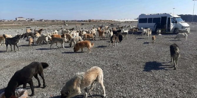 Hayvanları beslemeye gitti, kafası bidona sıkışan köpeği kurtardı