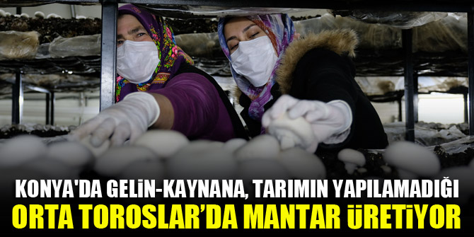 Konya'da gelin-kaynana, tarımın yapılamadığı Orta Toroslar’da mantar üretiyor