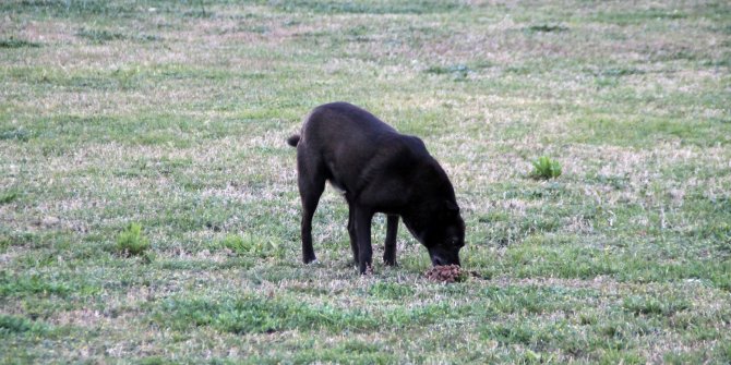 Sokak köpeklerini zehirleyenlerin bulunması için para ödülü koydu