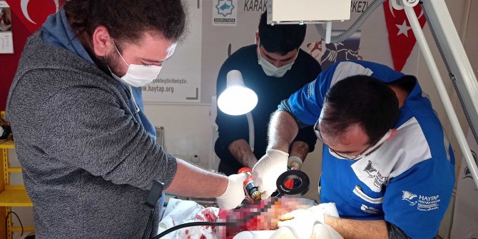 Otomobilin çarptığı köpek sokak köpeği, tedaviye alındı