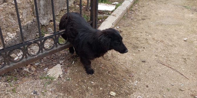 Demir parmaklıklara sıkışan köpeği itfaiye kurtardı