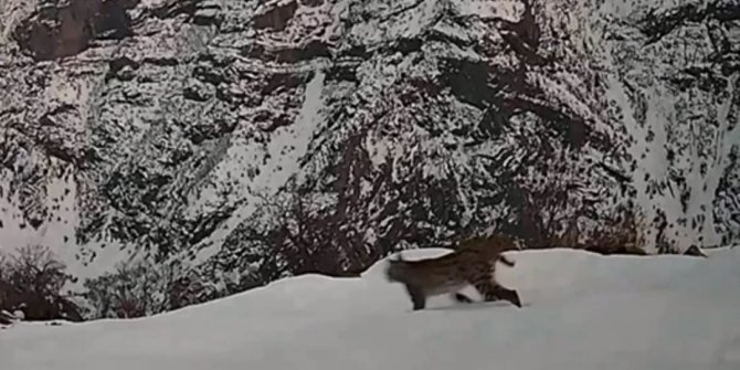 Kırmızı listedeki vaşak, jandarmanın foto kapanına takıldı