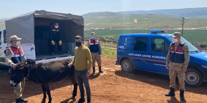 Eşeğini sopayla döven şahsa bin 33 lira para cezası